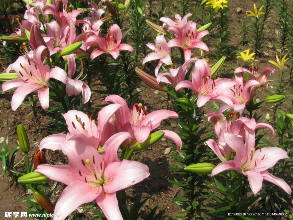 百合花