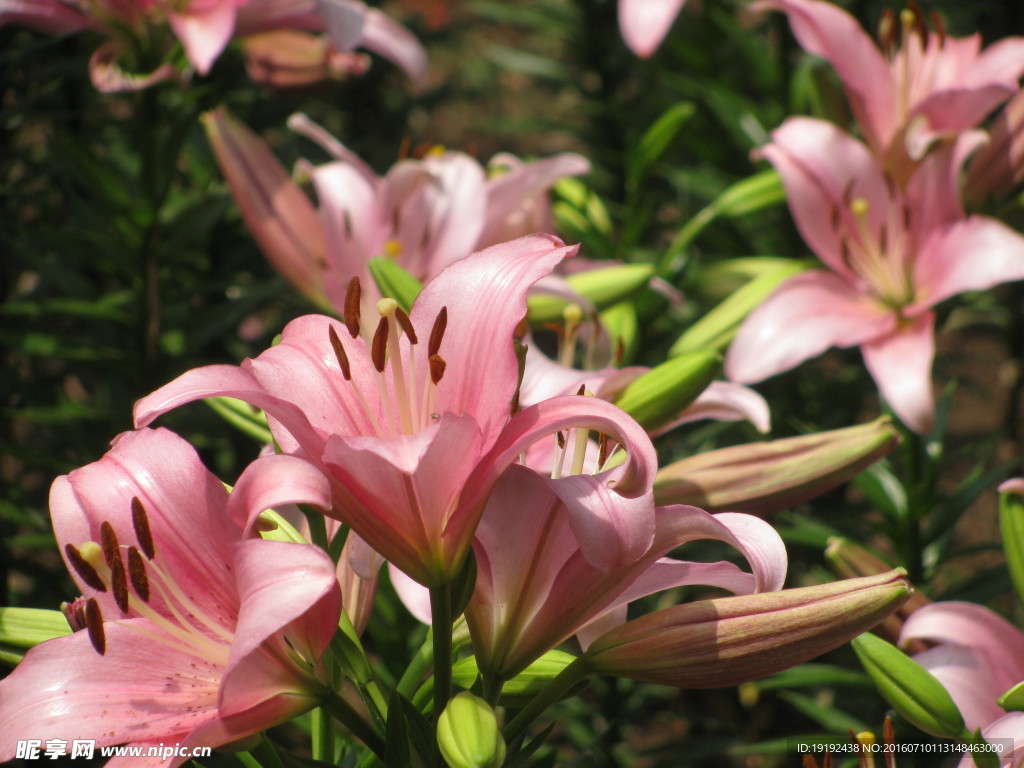 百合花