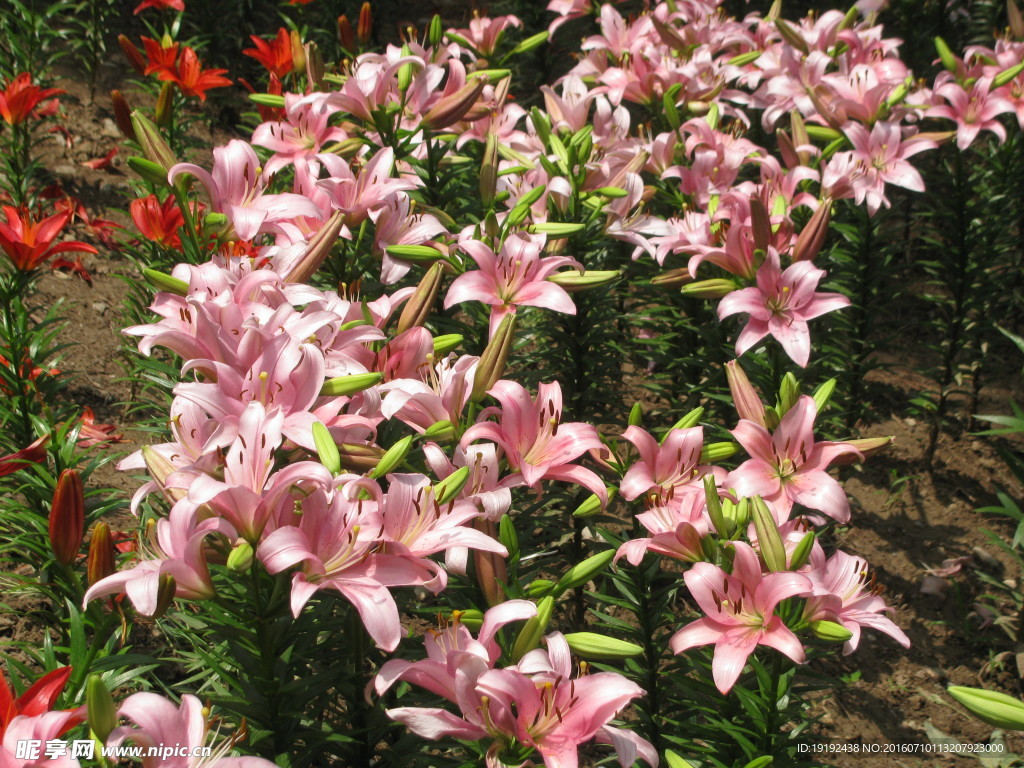 百合花