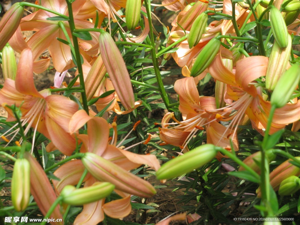 百合花