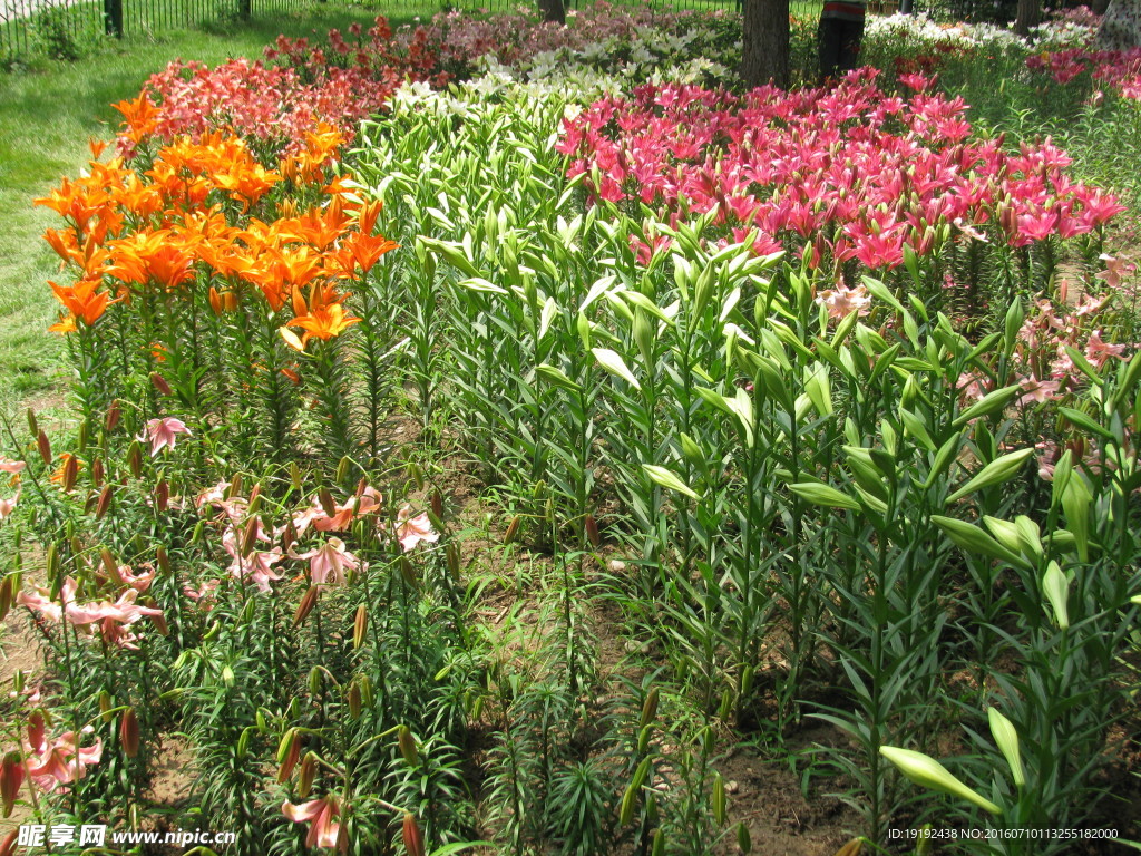 百合花