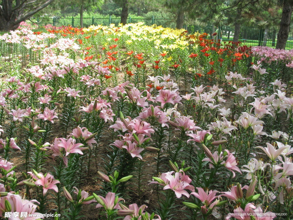 百合花