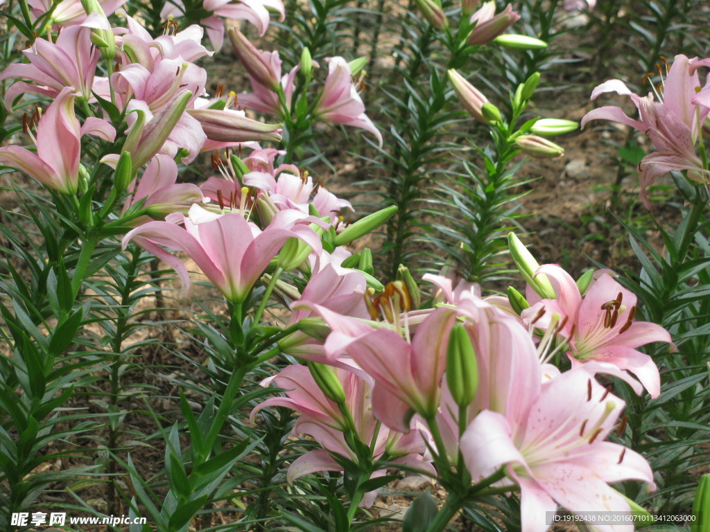 百合花