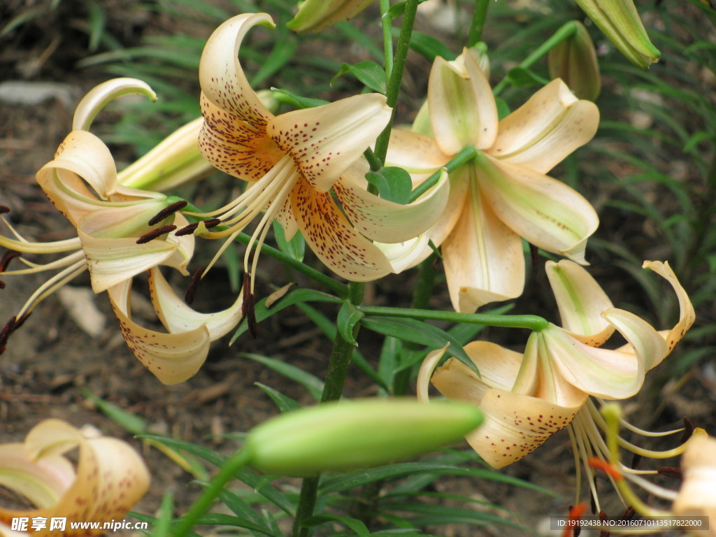 百合花