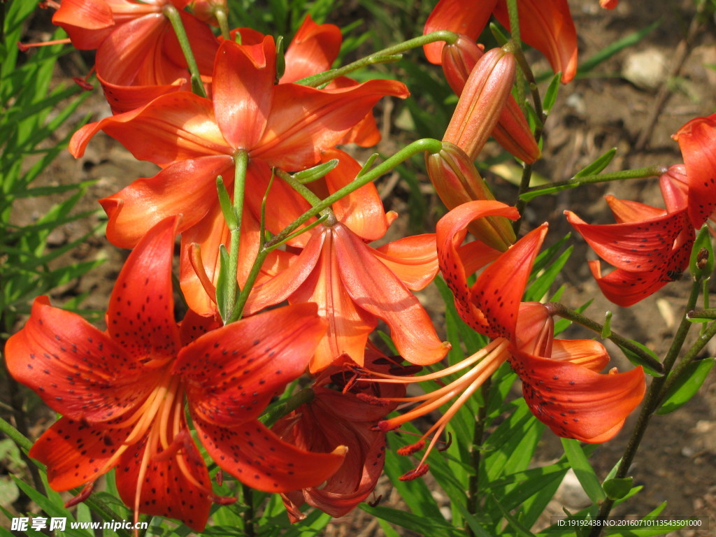 百合花