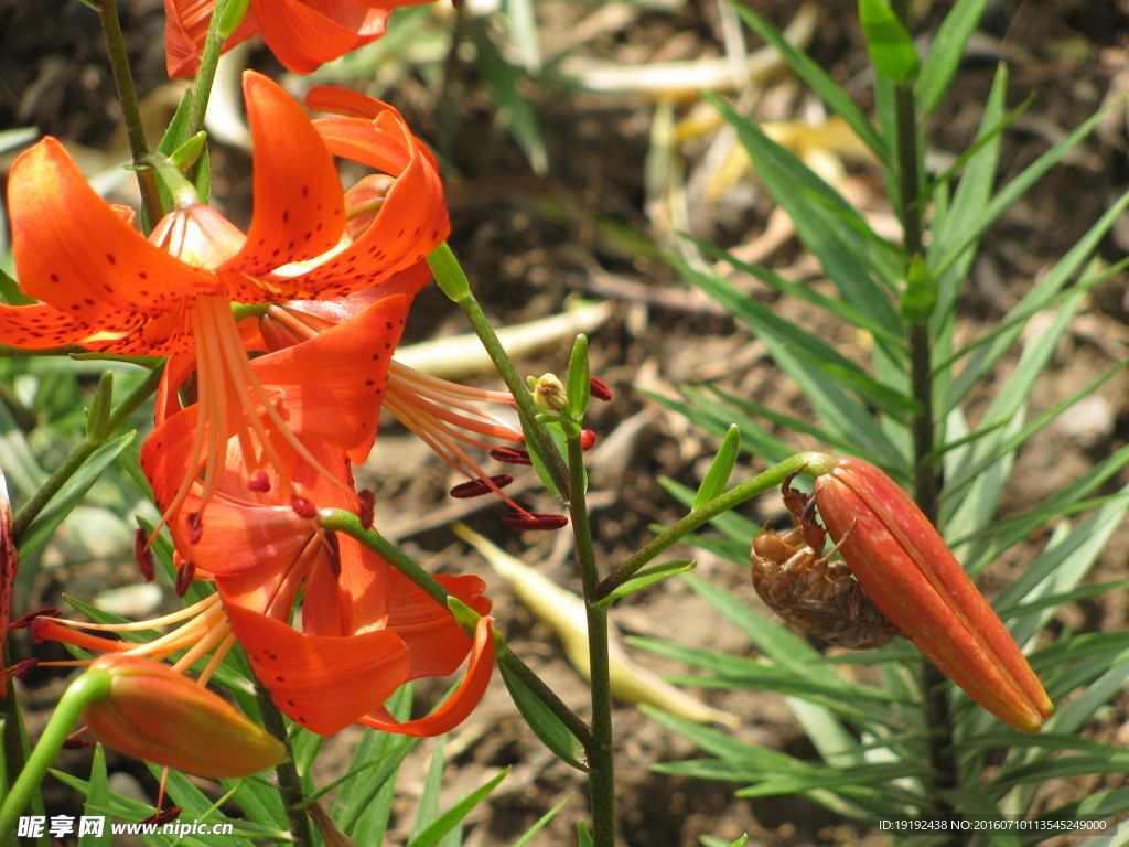 百合花