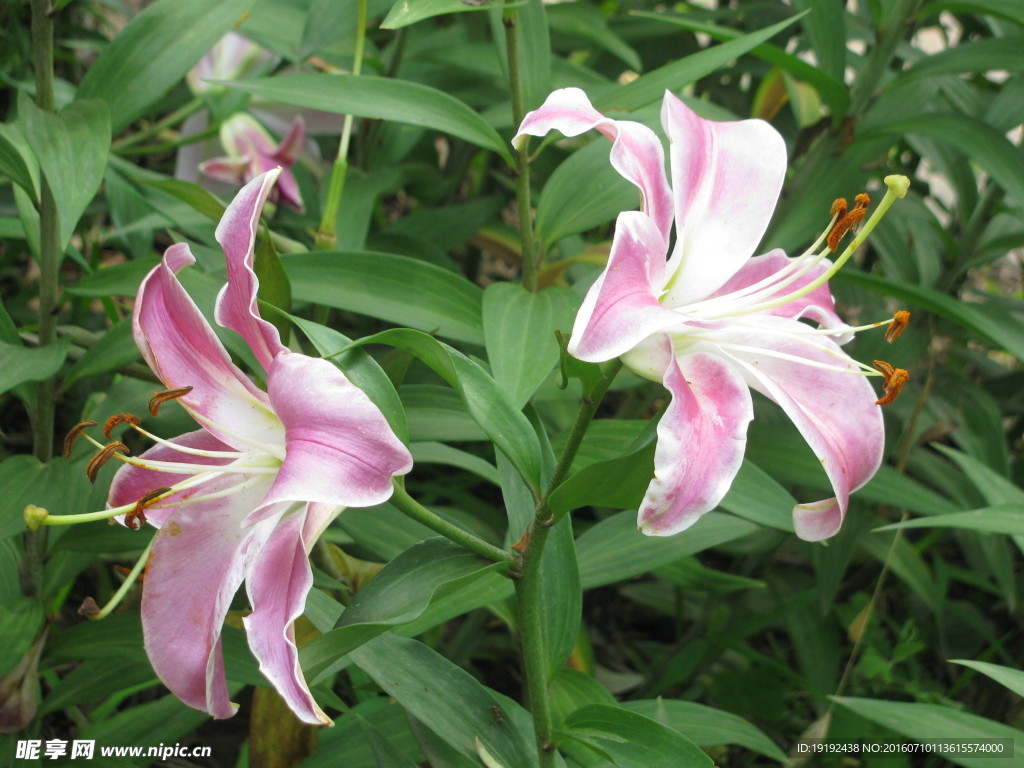 百合花
