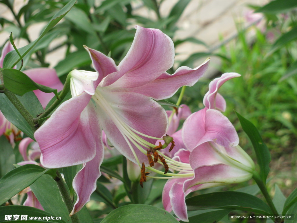 百合花