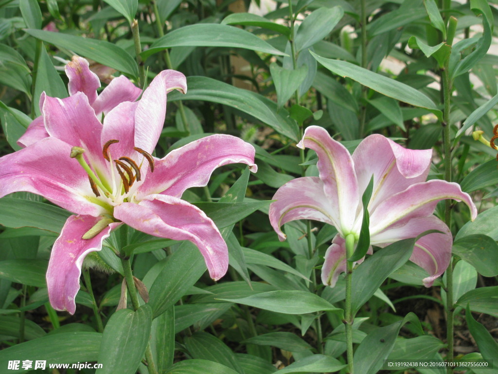 百合花