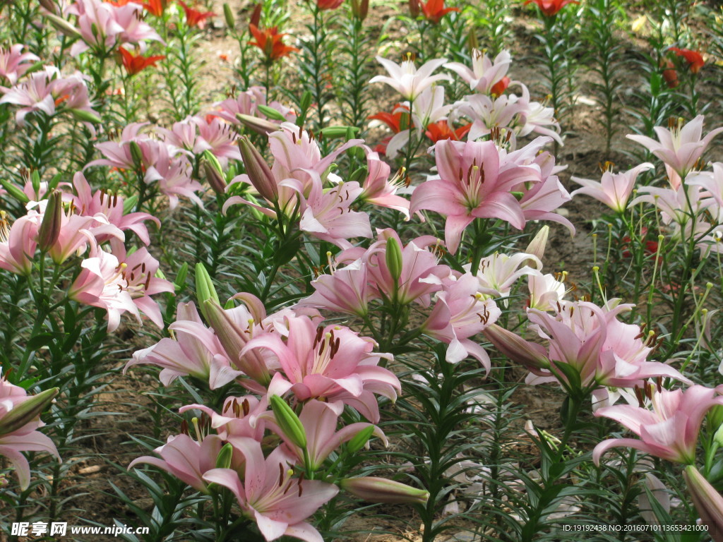 百合花