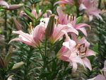 百合花