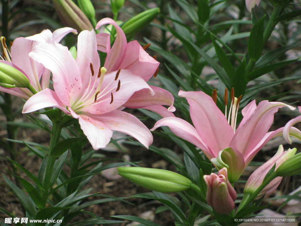百合花
