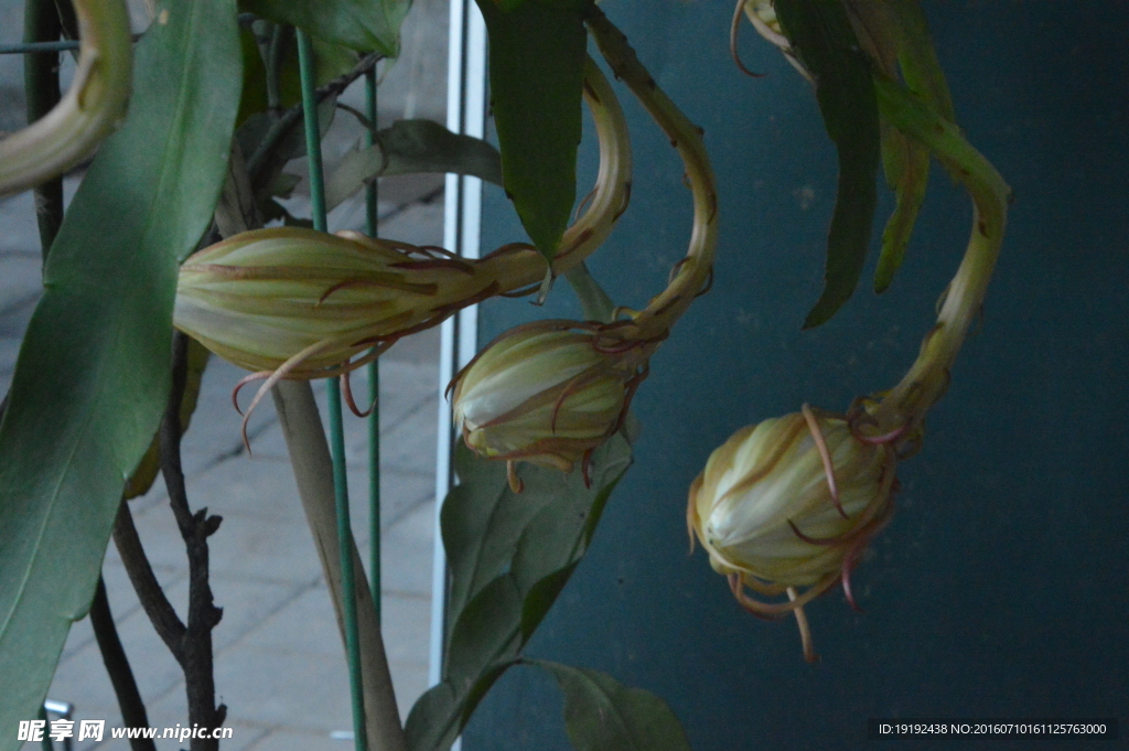 昙花