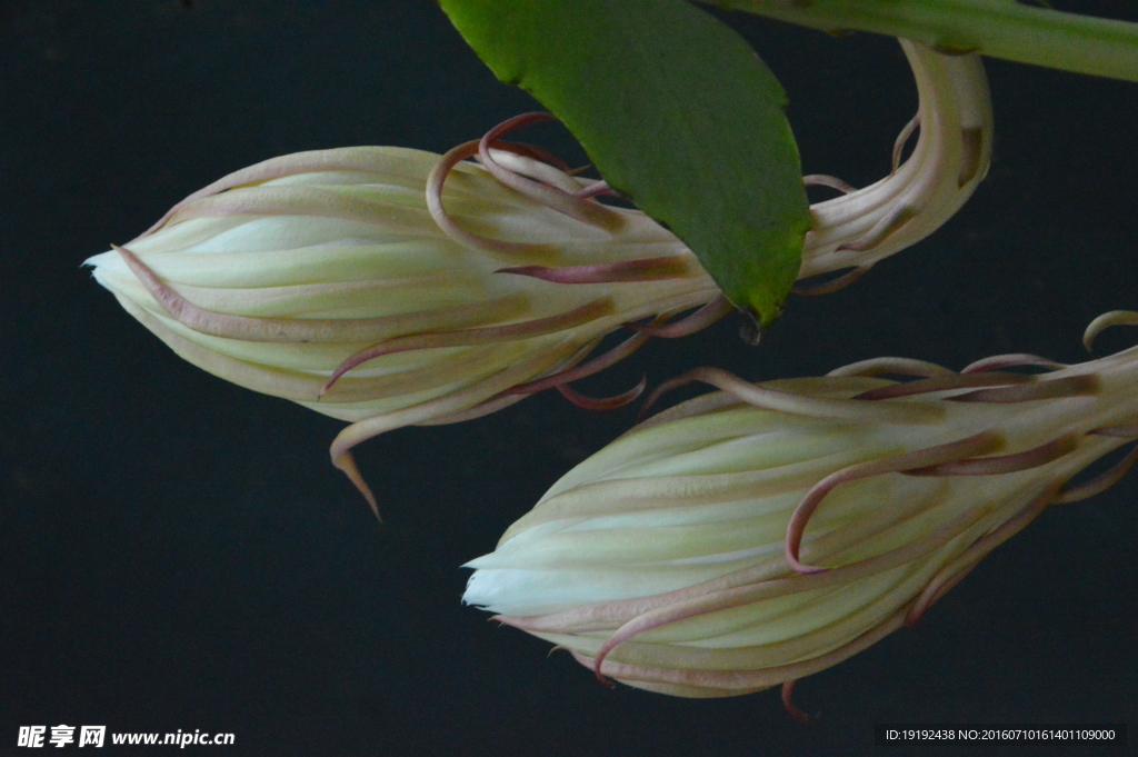 昙花