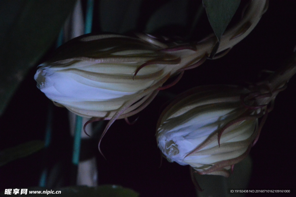 昙花