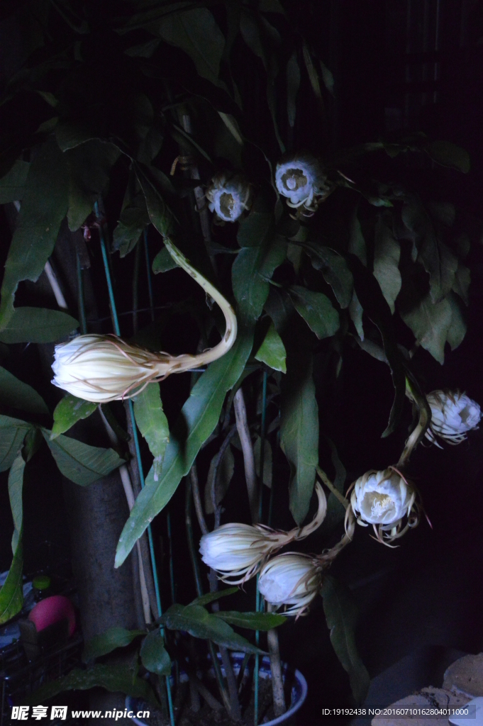 昙花