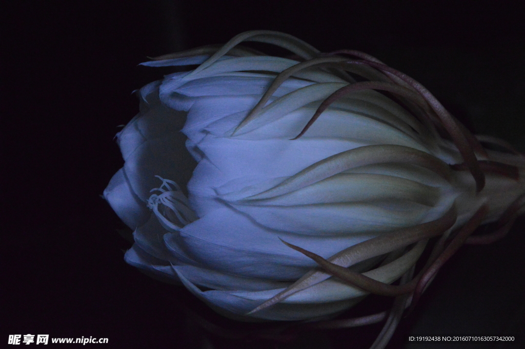 昙花