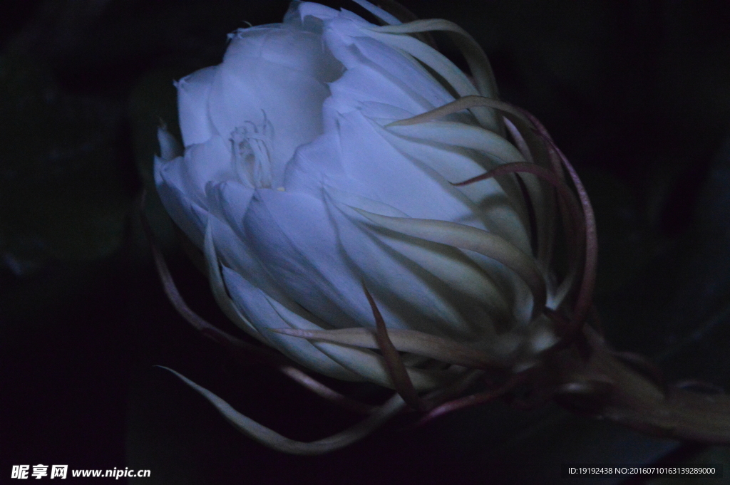 昙花