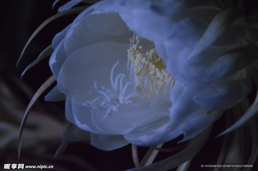昙花