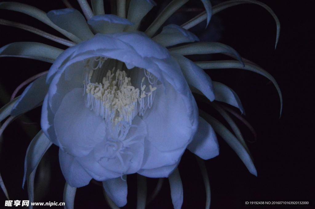 昙花