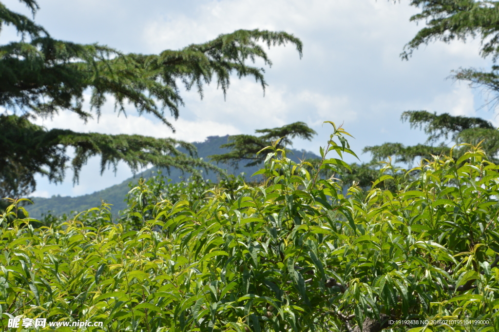 植物园美景
