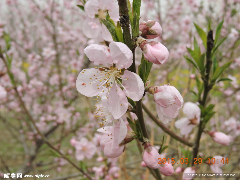 桃花