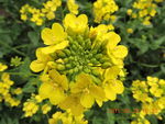 菜花