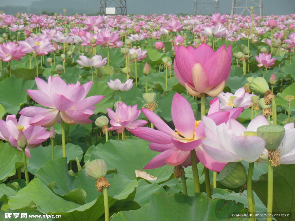 荷花