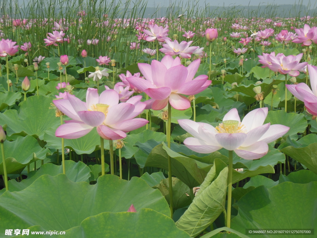 荷花
