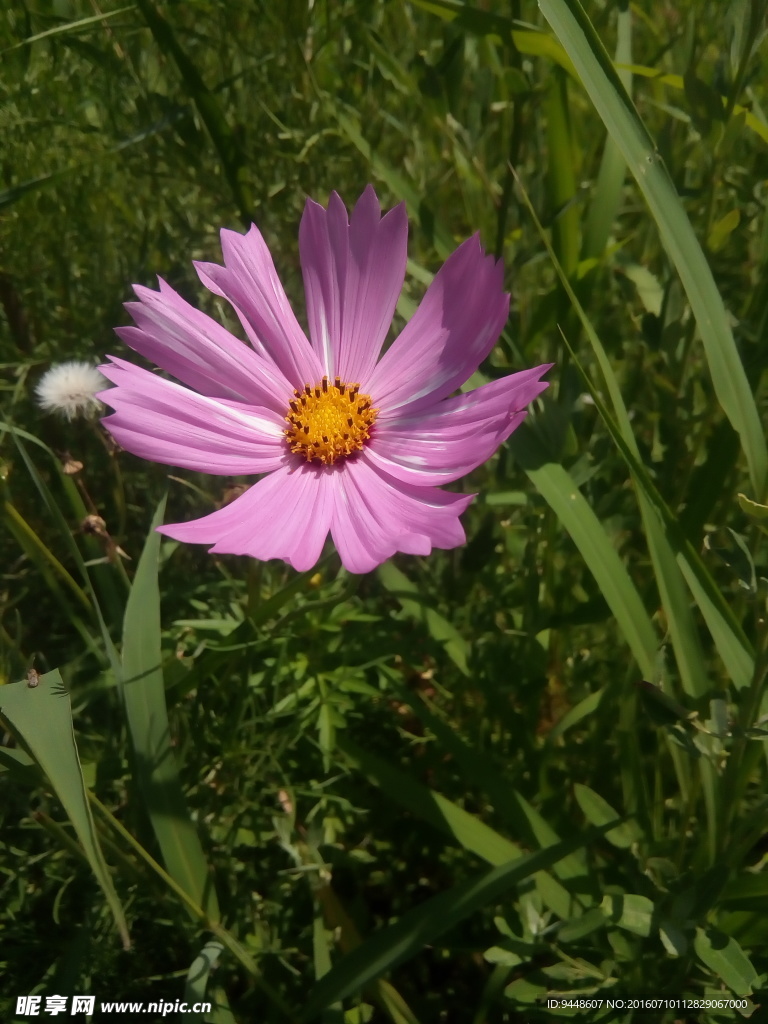 格桑花