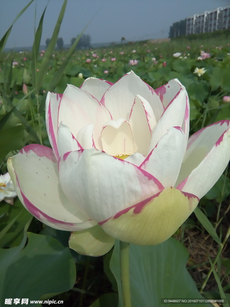 荷花