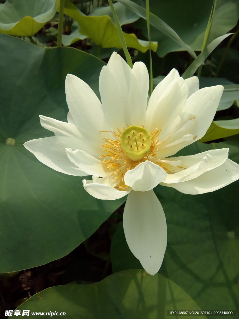 荷花