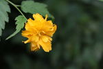 小黄花