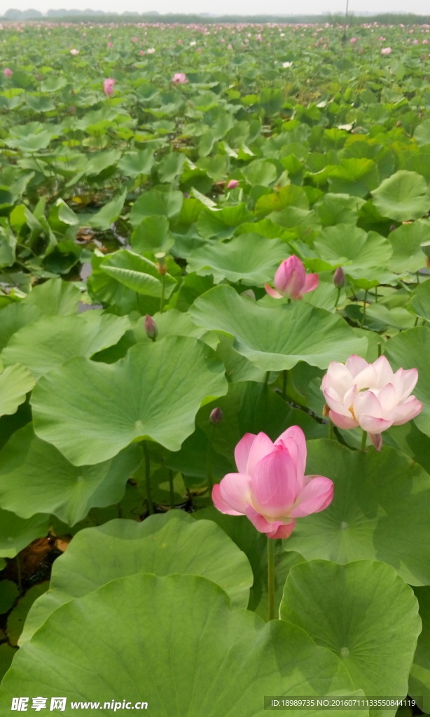 荷花