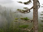 高山上的树木