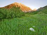 高山下的草地图片