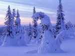 雪地里的树木图片