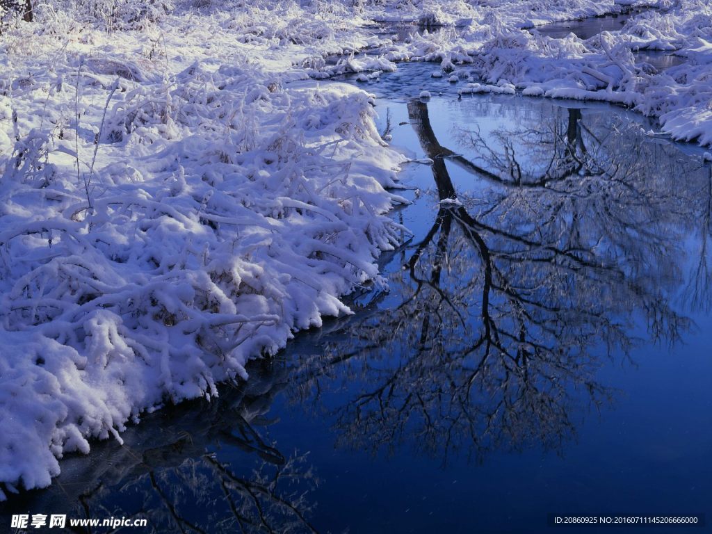 冬日积雪的树木