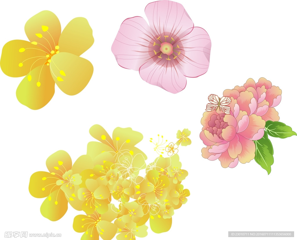 黄色花朵 粉色花朵 牡丹花
