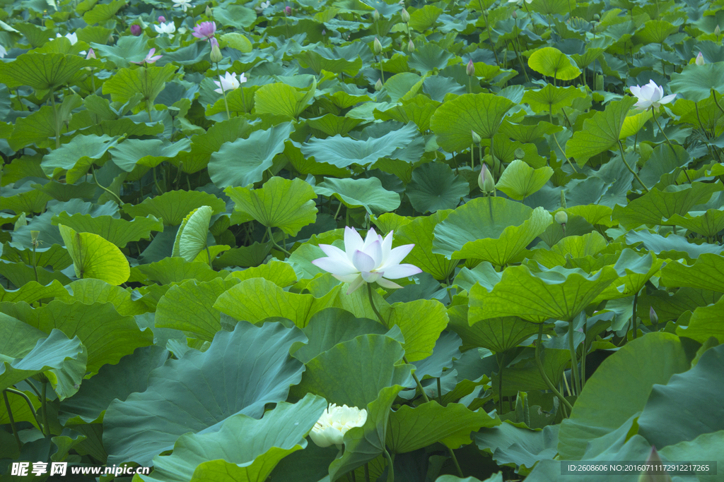 炎热的夏季