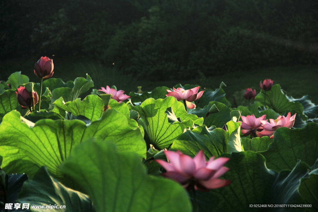 莲花池