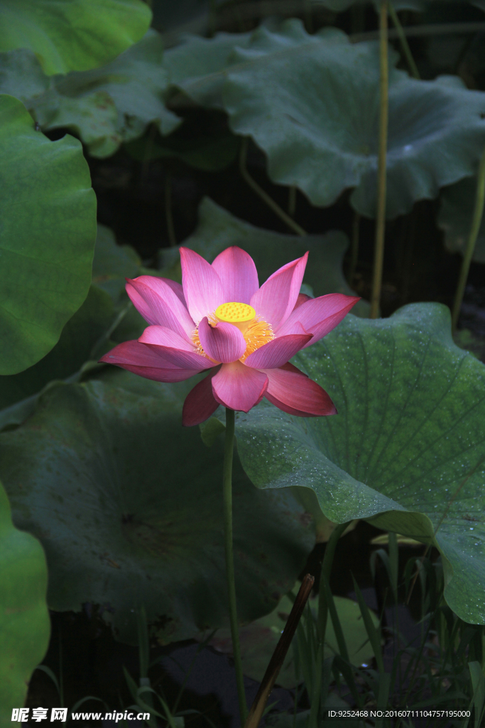 出水芙蓉