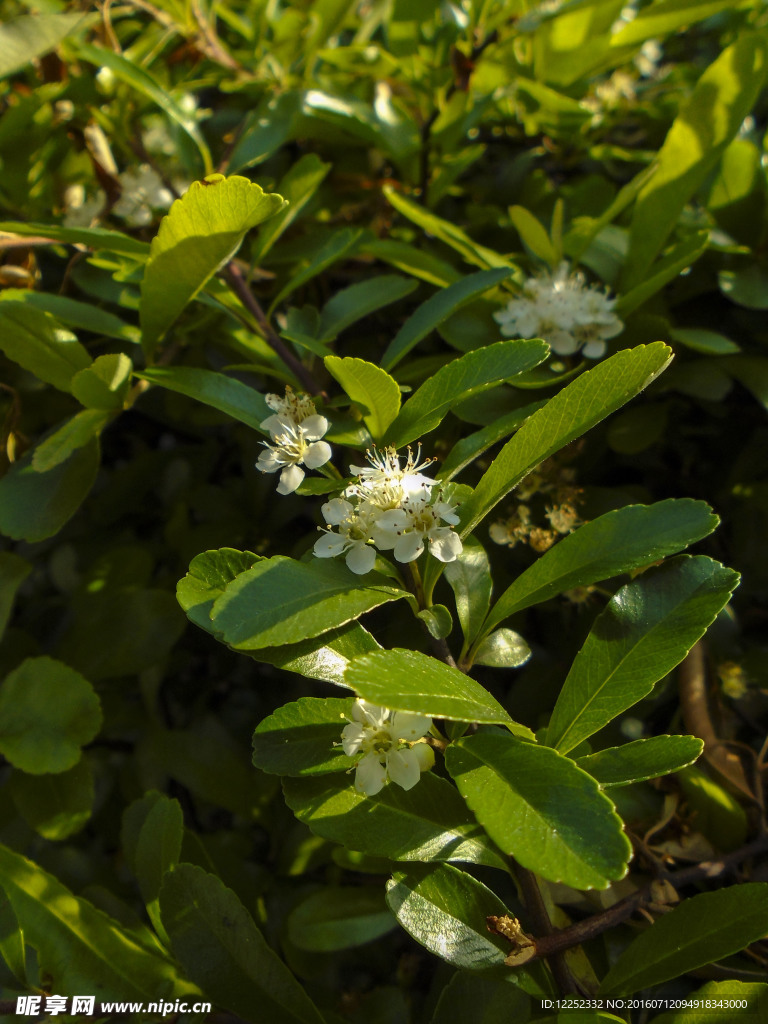 白色小花