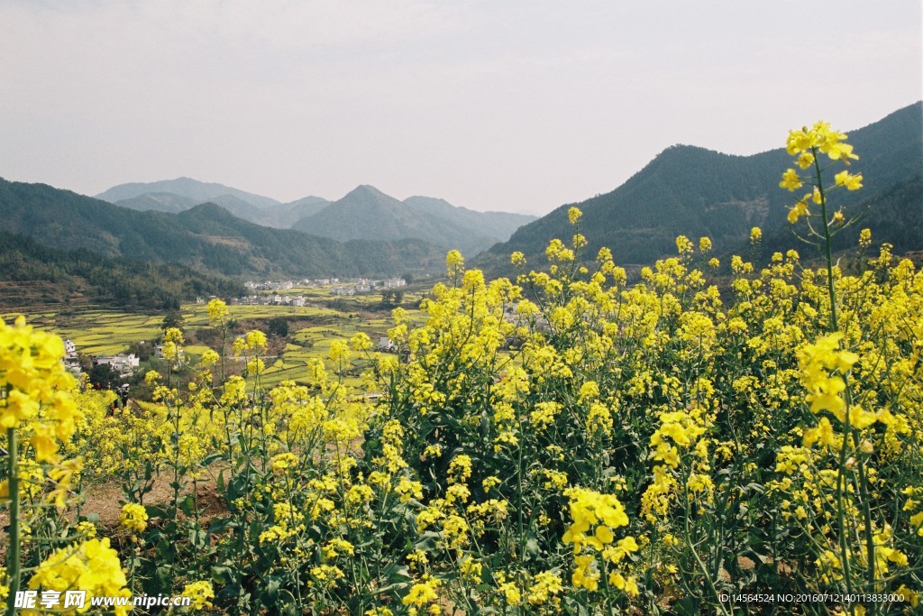 婺源油菜花