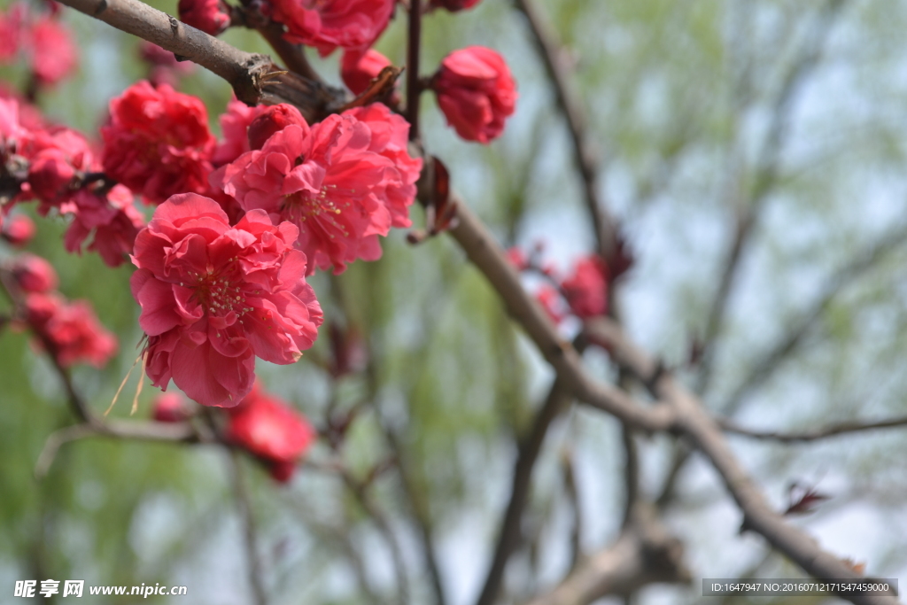 桃花