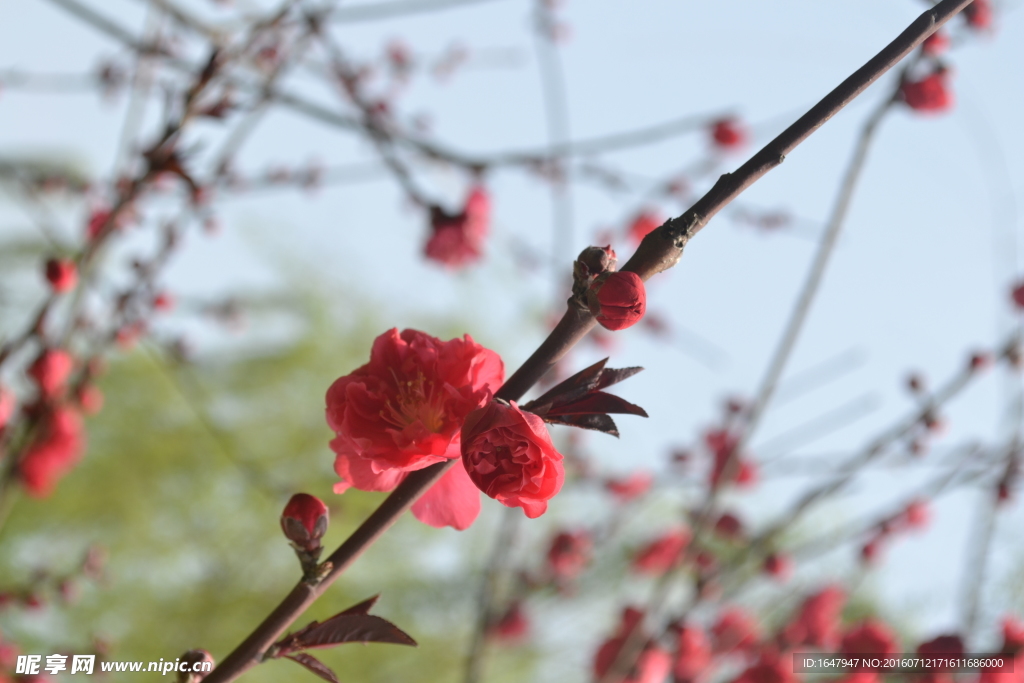 桃花