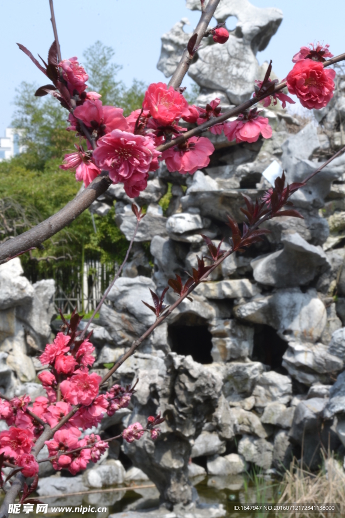 桃花