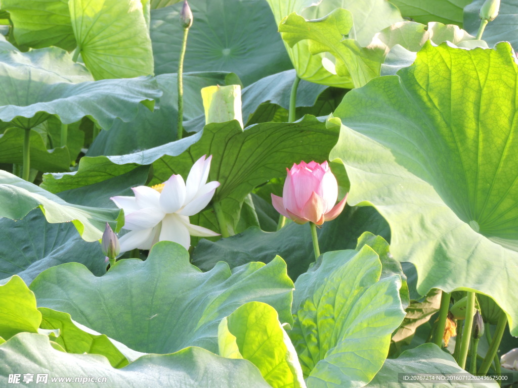 荷花