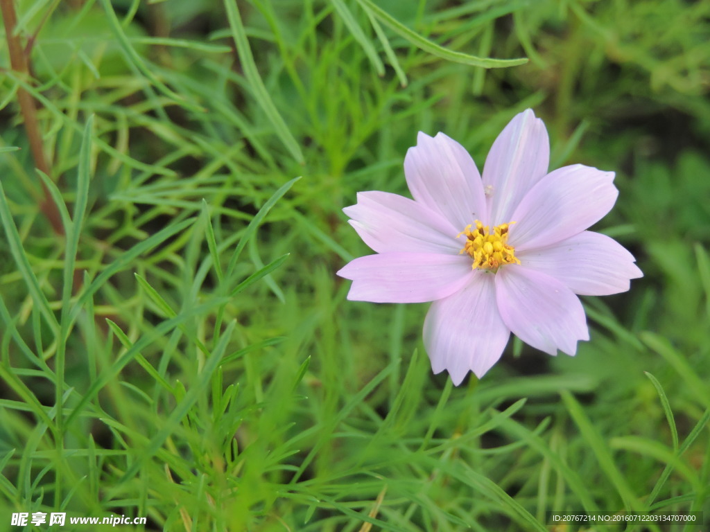 格桑花