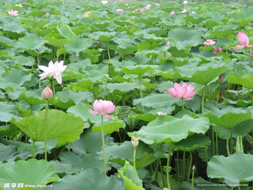 荷花池